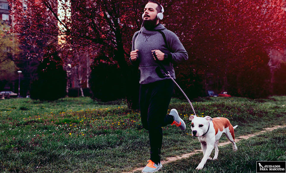 Consejos para salir a correr con tu perro