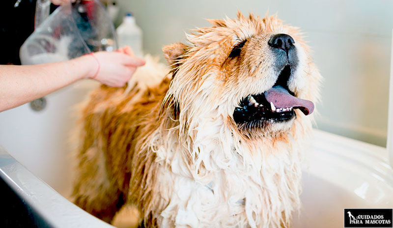 Bañar a tu perro con tranquilidad es esencial