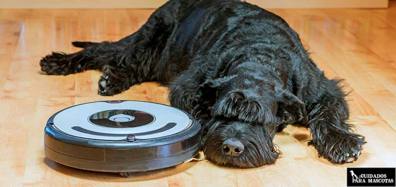 Roomba para limpiar los pelos de tu perro