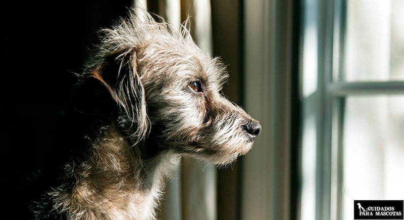 Los perros mayores acusan más la soledad
