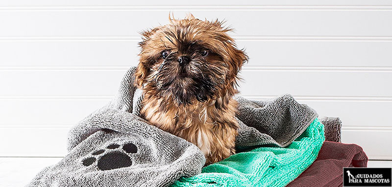 Seca a tu perro con toalla para un mejor resultado
