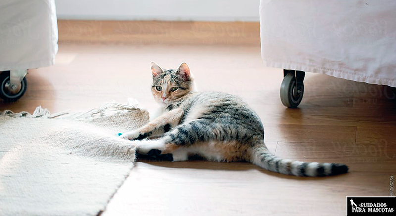Feliway consigue que tu gato no arañe los muebles