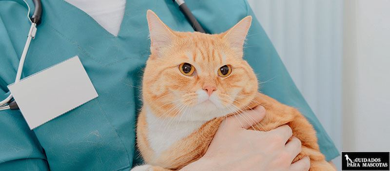 Enfermedad renal en gatos adultos