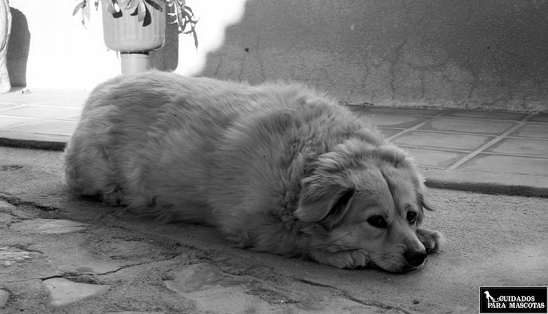 tu perro puede deprimirse a causa del sobrepeso