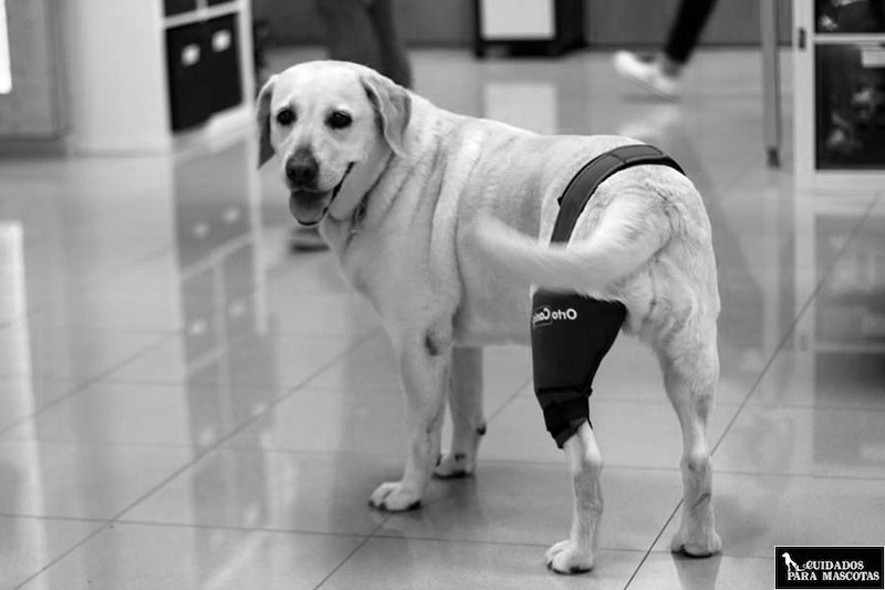 Condroprotectores para lesiones en perros