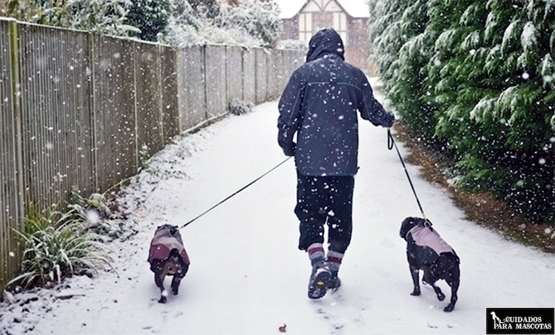Logra que tu perro esté cómodo en invierno saliendo a pasear