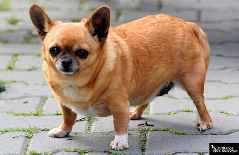 Condroprotectores para perros con sobrepeso