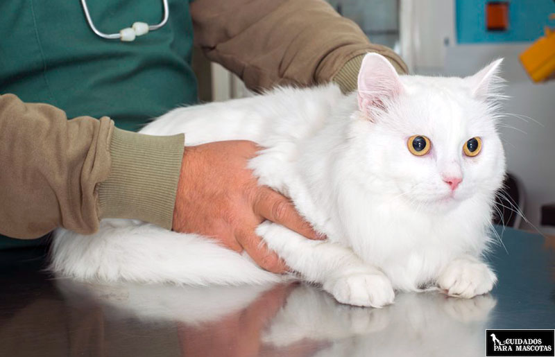 Visita al veterinario para cuidar la salud de tu gato