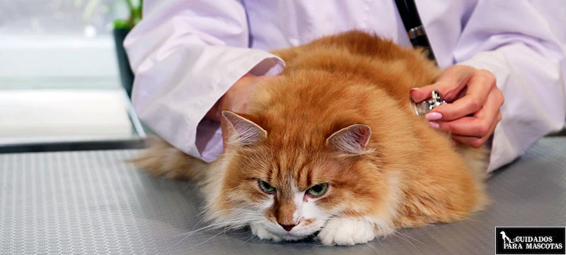 Antiparasitarios para gatos contra las tenias