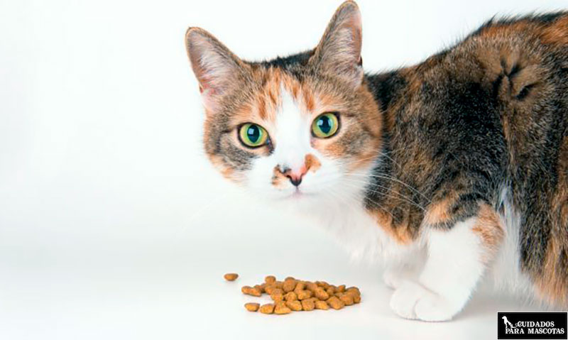 Mejores cereales para la comida de los gatos
