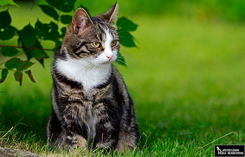 Los gatos en exteriores son propensos a tener parásitos