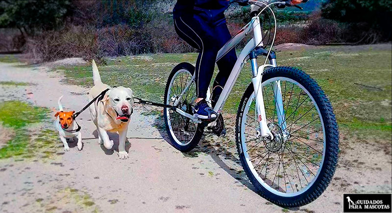 Correa flexible para pasear perro en bici