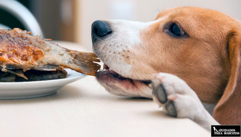 Descubre la mejor real food para perros
