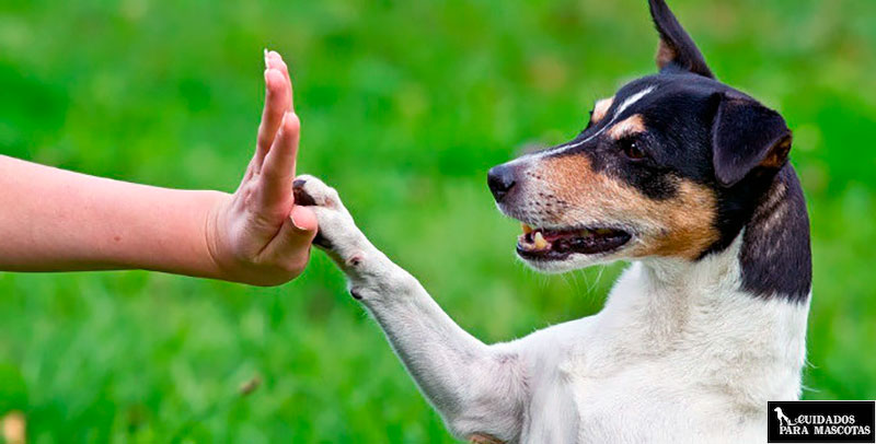 Lleva a tu perro a un adiestrador ante problemas complejos