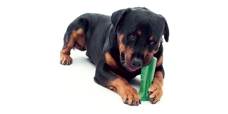 Protege los dientes de tu perro con juguetes especiales
