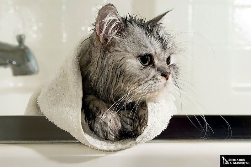 Baña a tu gato con tranquilidad