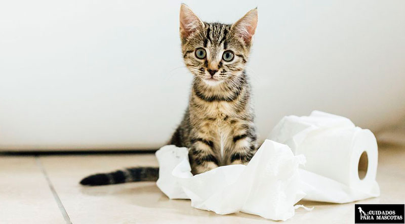 El truco definitivo para eliminar el olor a pipí de gato