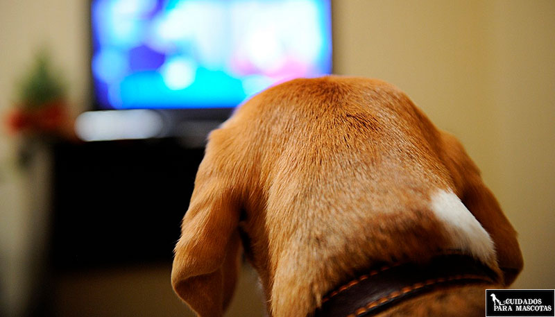 Evita que tu perro ladre cuando no estás en casa con la TV