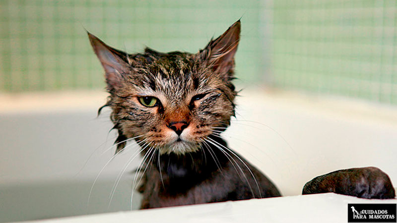 Bañar a los gatos de exterior es beneficioso