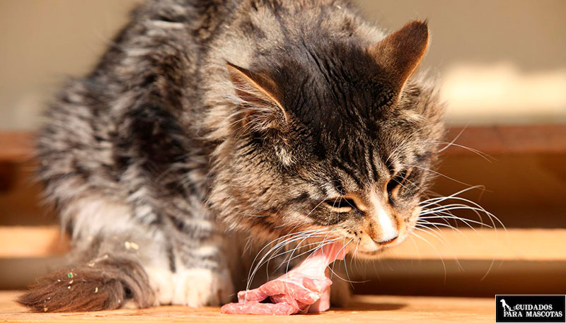 La dieta BARF reduce los problemas urinarios en los gatos