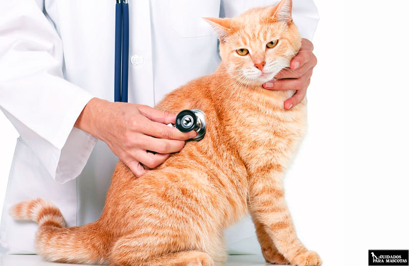 La visita al veterinario es esencial para diagnosticar FLUTD