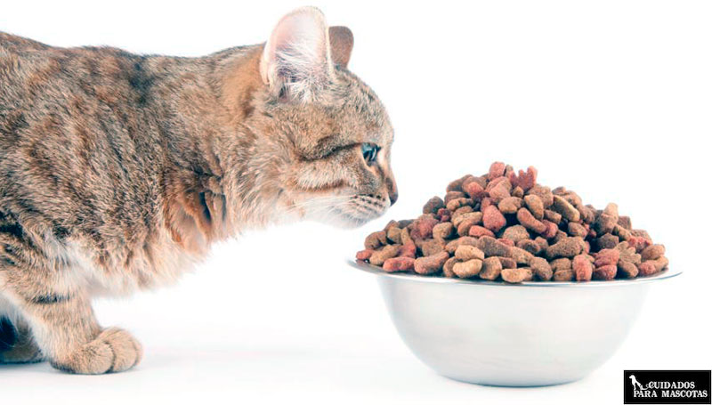 El pienso seco puede favorecer problemas urinarios en los gatos