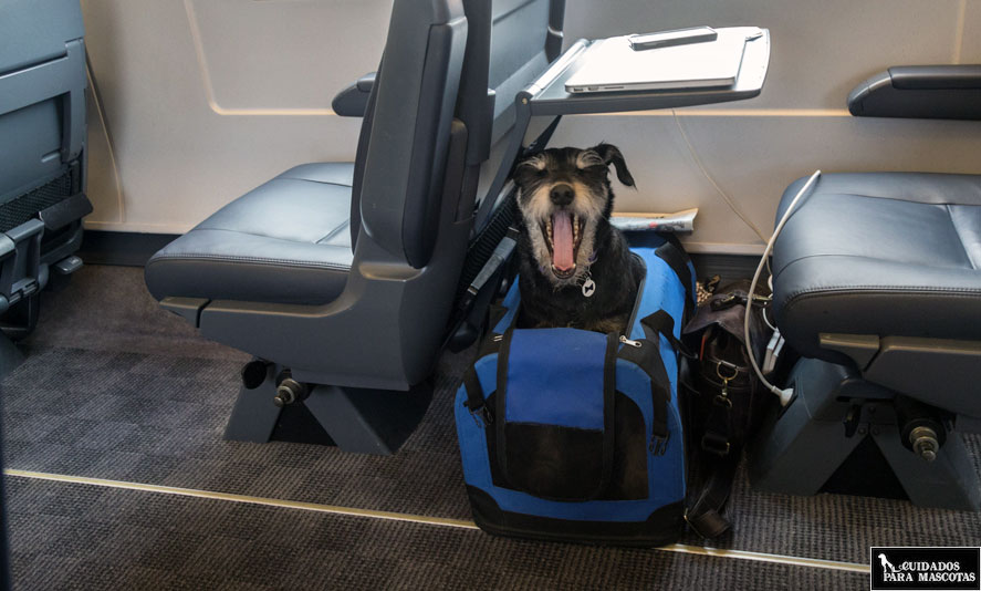Perro viaja en tren