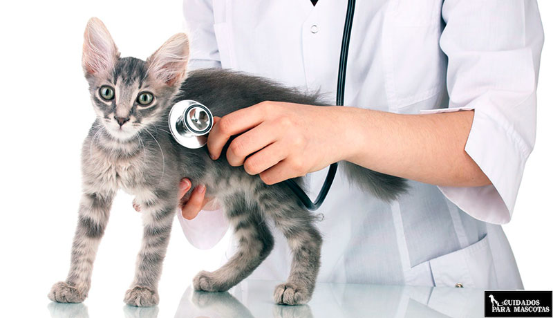Visita al veterinario si tu gato tiene calvas en la cabeza