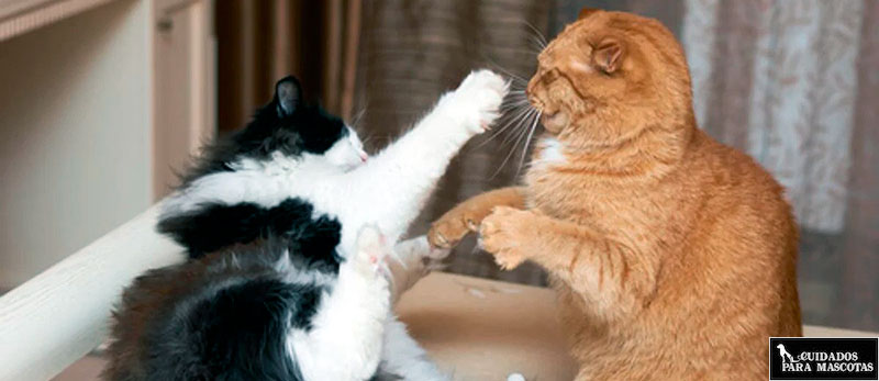 Evita las peleas de gatos