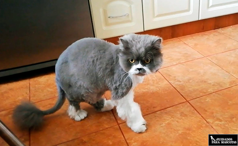 ¿Es aconsejable cortarle el pelo a mi gato?
