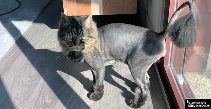 Corte de pelo a mi gato en el veterinario