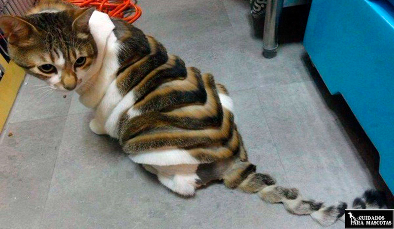 Gato en peluquería felina