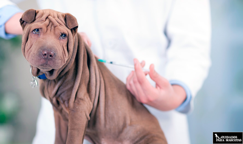 Vacunación perro
