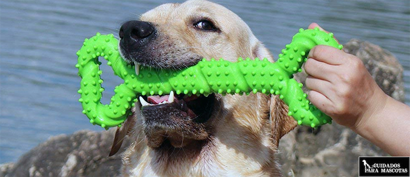 Juguetes para perros de agua que les encanta morder