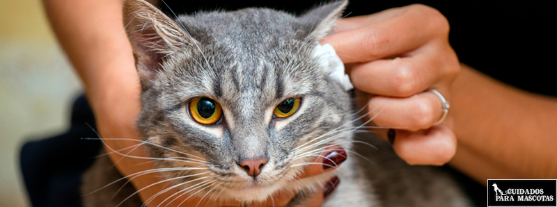 Trucos y consejos para limpiar las orejas de tu gato