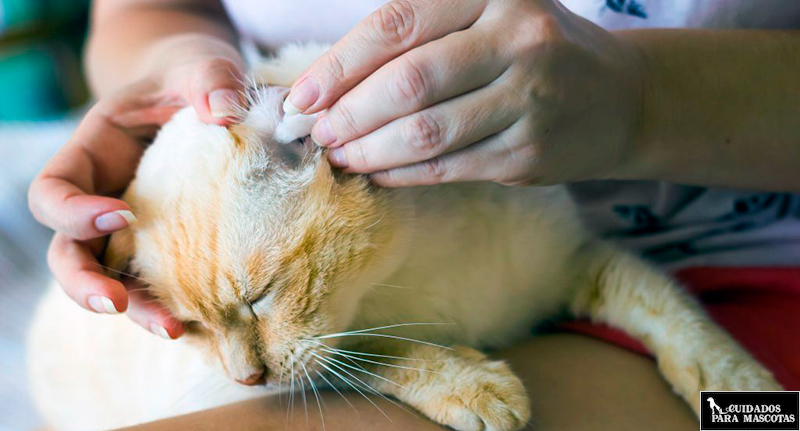 El cuidado de los oídos de un gato