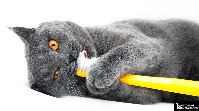 Pasta de dientes para gatos