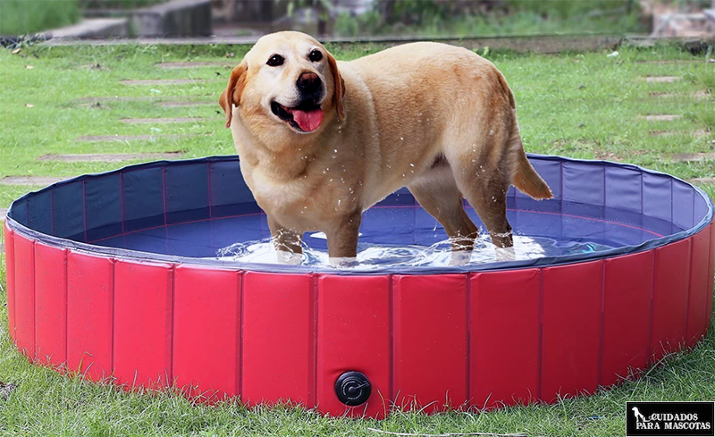 Piscinas para perros de agua
