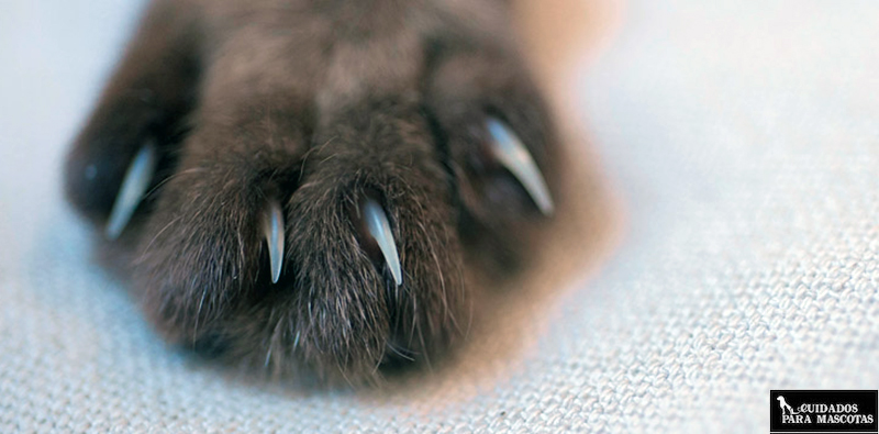 Las uñas de tu gato y su influencia en la salud
