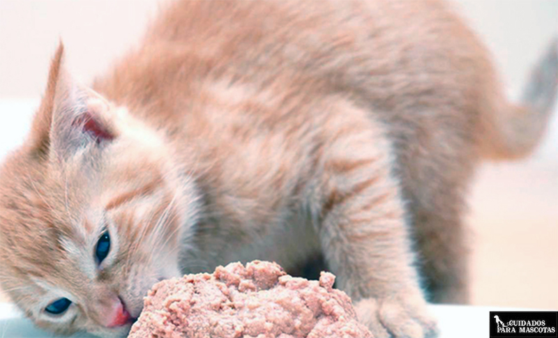 Comida húmeda para gatitos