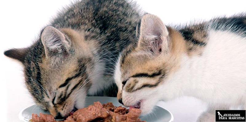 Beneficios de la comida húmeda para gatos