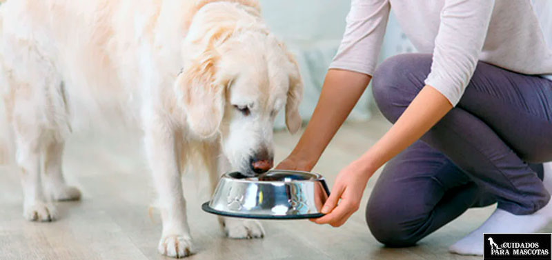 Diferencias entre comida húmeda y pienso seco para perros