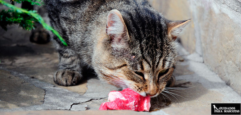 Carne como alimento para gatos