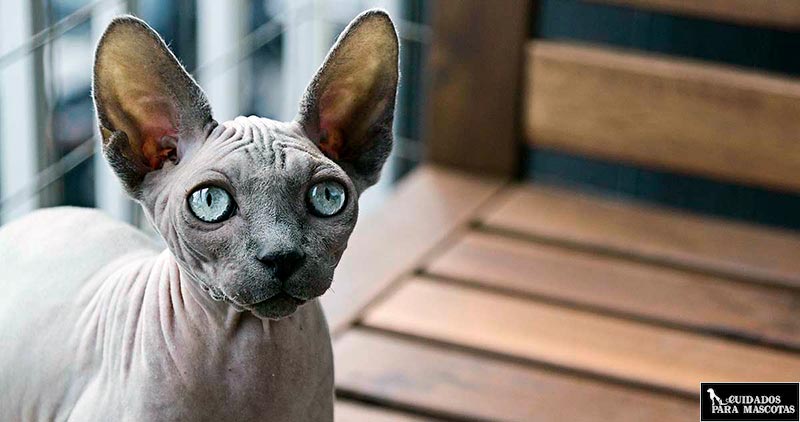 Las orejas del gato sphynx requieren cuidados especiales
