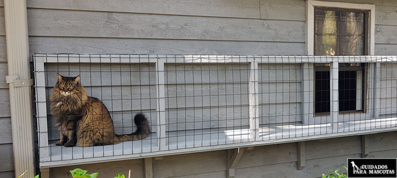 Gatos, ventanas y balcones (soluciones) - Protegelos