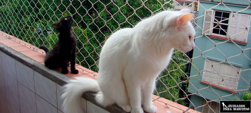 Gatos balcón