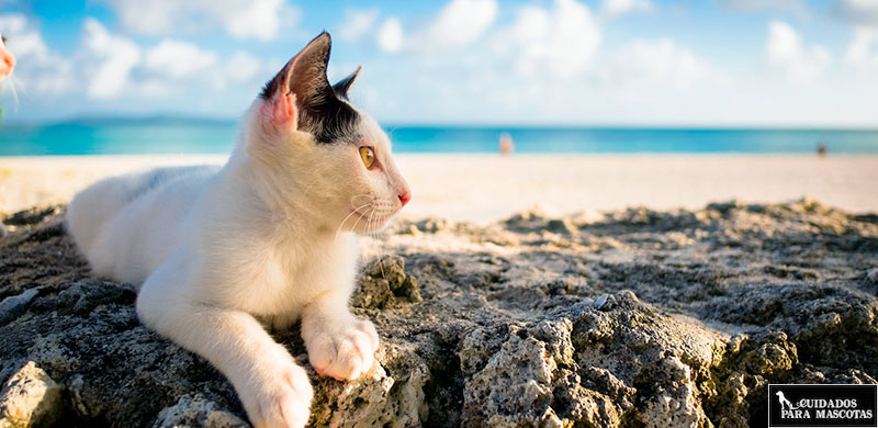 10 Trucos para que tu gato pase menos calor en verano