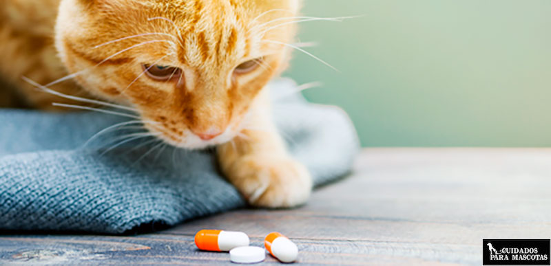 Calmurofel pastilla gato