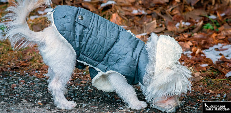 Como saber si tu perro pasa frío