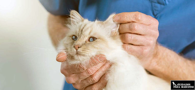 Detecta la otitis si tu gato tiene heridas en su cabeza